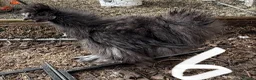 Chickens poultry for sale: USA Silkie cockerels  - Advert 2