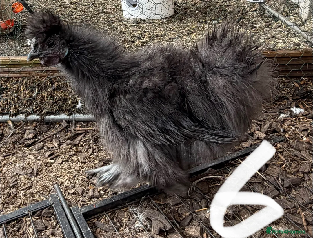 Chickens poultry for sale: USA Silkie cockerels  - Advert 2