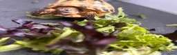 Tortoise reptiles for sale: Horsefield tortoise complete with home in Peterborough - Advert 8