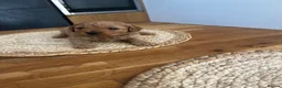 Cockapoo dogs for sale: Miniature f1b Cockapoo puppies DNA health clear🌟  - Advert 18
