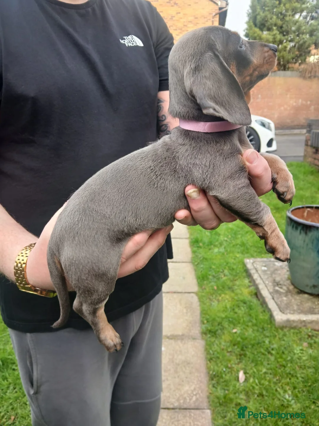 Miniature Dachshund dogs for sale: miniature dachshund puppies  - Advert 3