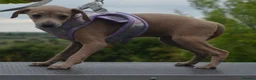 Italian Greyhound dogs for sale: Kc registered Italian greyhound pups  - Advert 3
