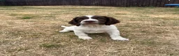 English Springer Spaniel dogs for sale: Springer Spaniels - Advert 9
