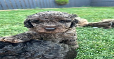 Cavapoo dogs - Advert 10