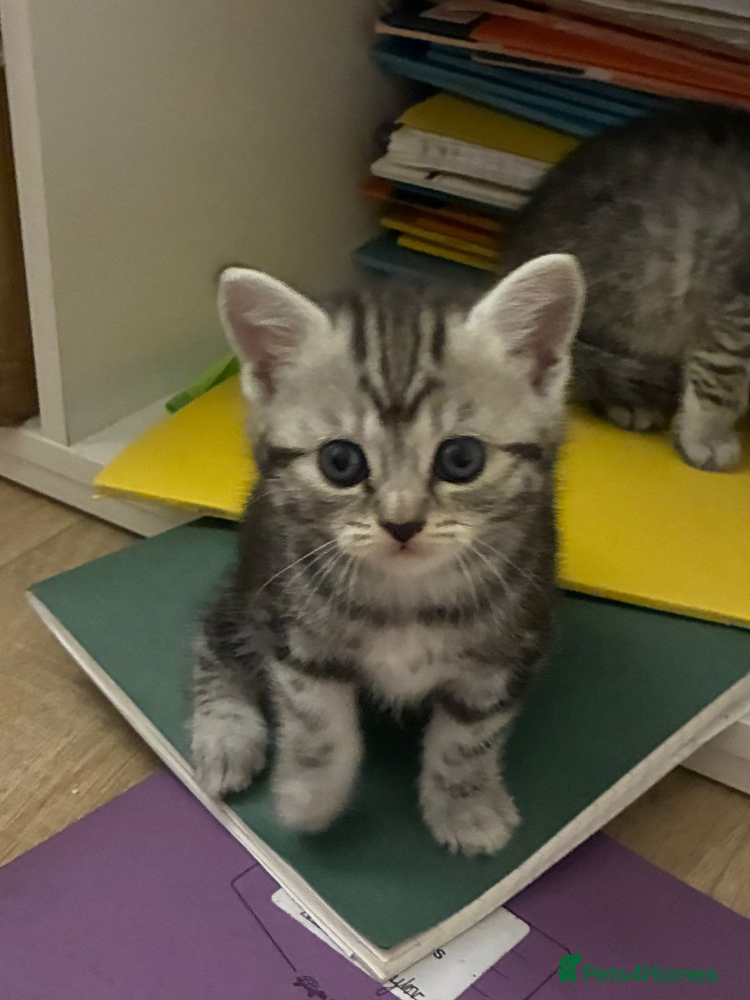 American Shorthair cats for sale: American shorthair  - Image 30