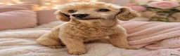Toy Poodle dogs for sale: Loving Toy Poodle Girl - Advert 2