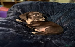 Mixed Breed dogs for sale: 3/4 spaniels 1/4 jack Russel puppy’s 🩷 - Image 7