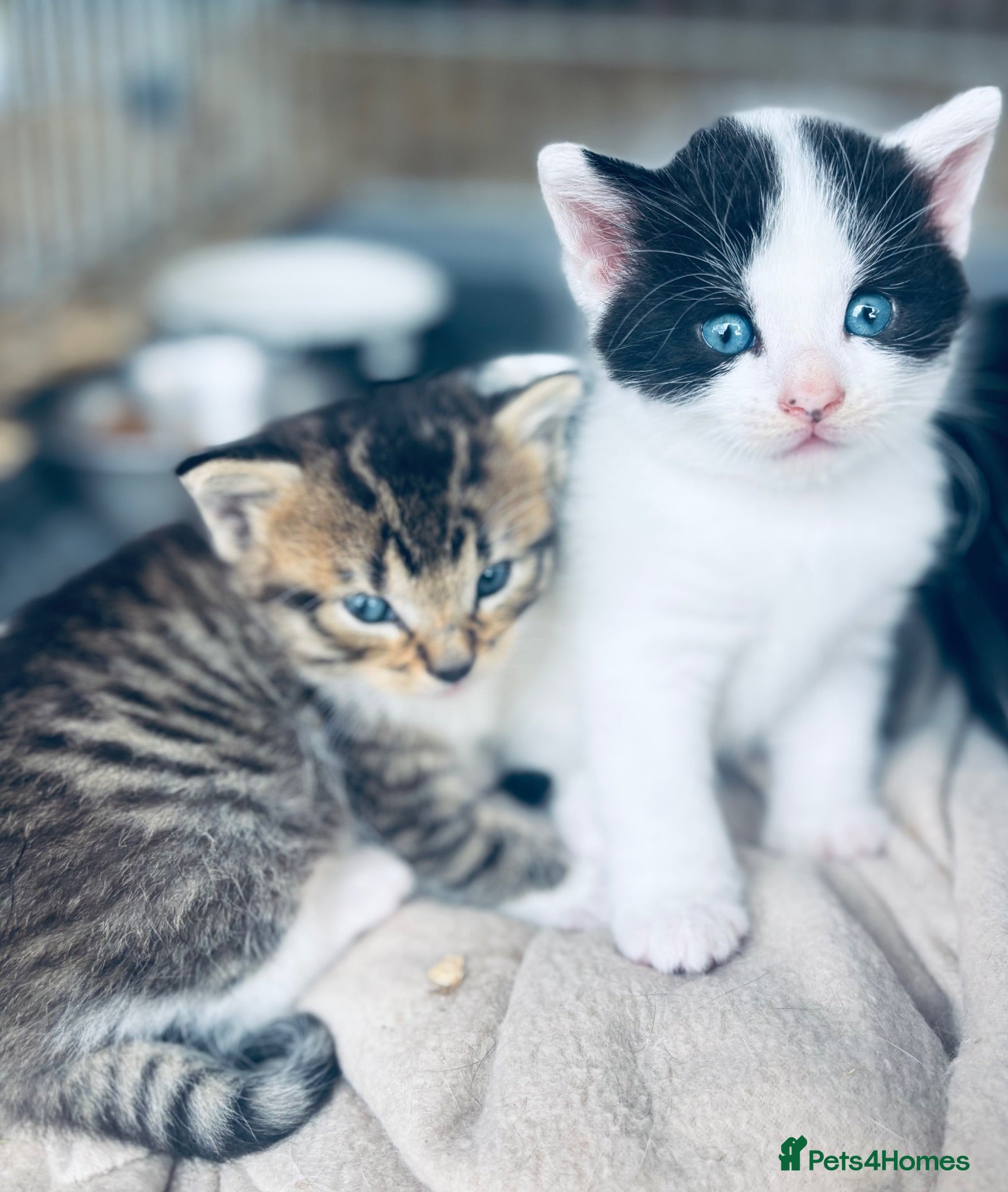 Mixed Breed cats Beautiful mixed breed kittens  - Advert 9