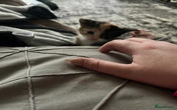 Mixed Breed cats for sale: Last two left of litter  - Image 2