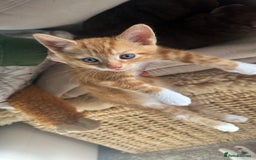 Mixed Breed cats for sale: 5 mixed breed kittens for sale - Image 8