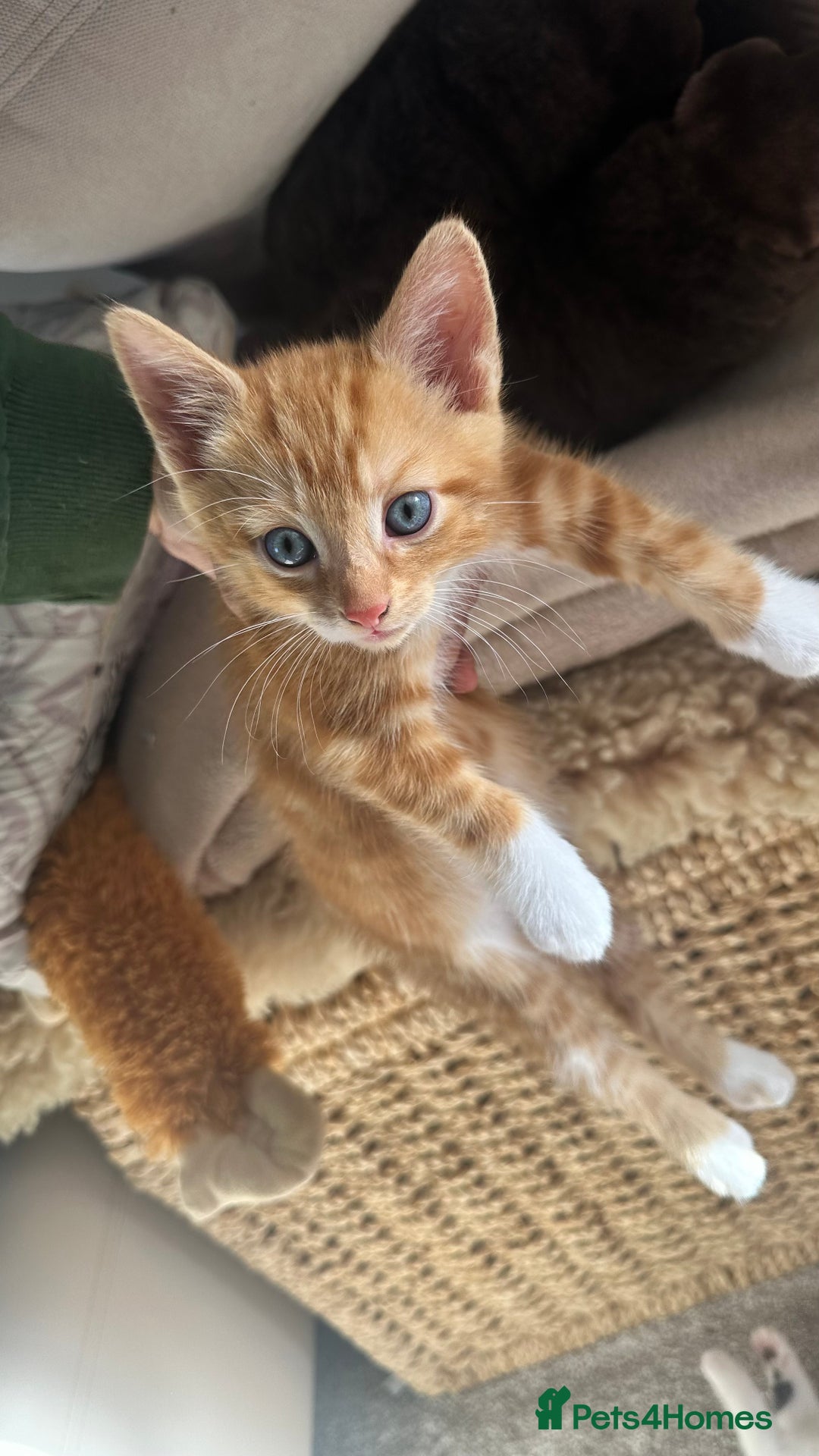 Mixed Breed cats for sale: 5 mixed breed kittens for sale - Image 8