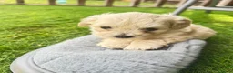 Maltipoo dogs for sale: MALTIPOOS!!! - Advert 16