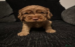 Cocker Spaniel dogs for sale: ✨ Show Cocker Spaniel pups ✨ - Image 16