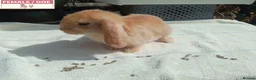 Mini Lop rabbits for sale: Pretty Female Minilop Baby Rabbits - Advert 4