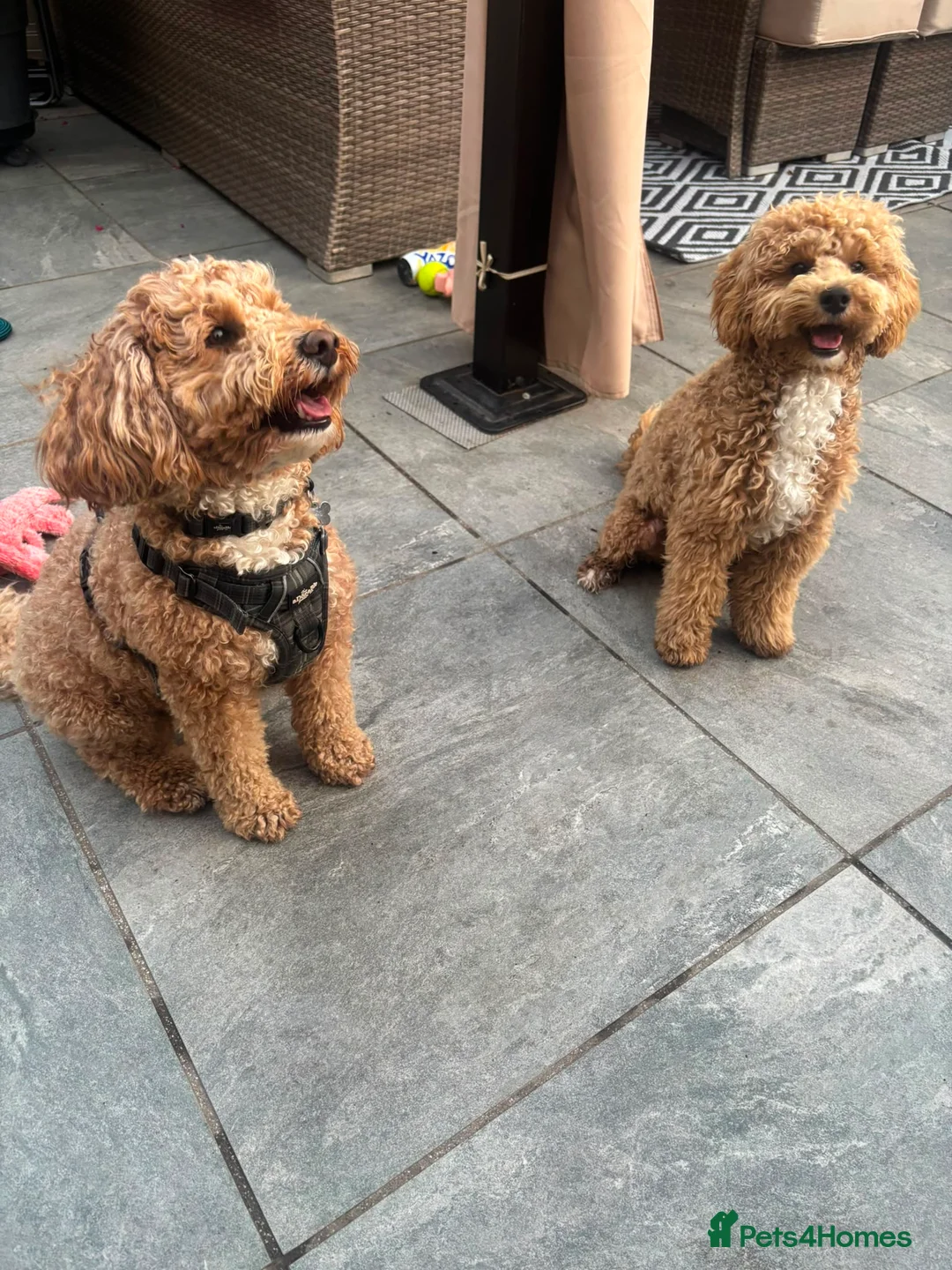 Mini Goldendoodle dogs for sale: Mini Goldendoodles - Advert 39