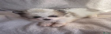 Pomeranian 1