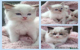 Ragdoll cats for sale: ***Ready Now Ragdoll Boys Ready For New Homes. - Image 1