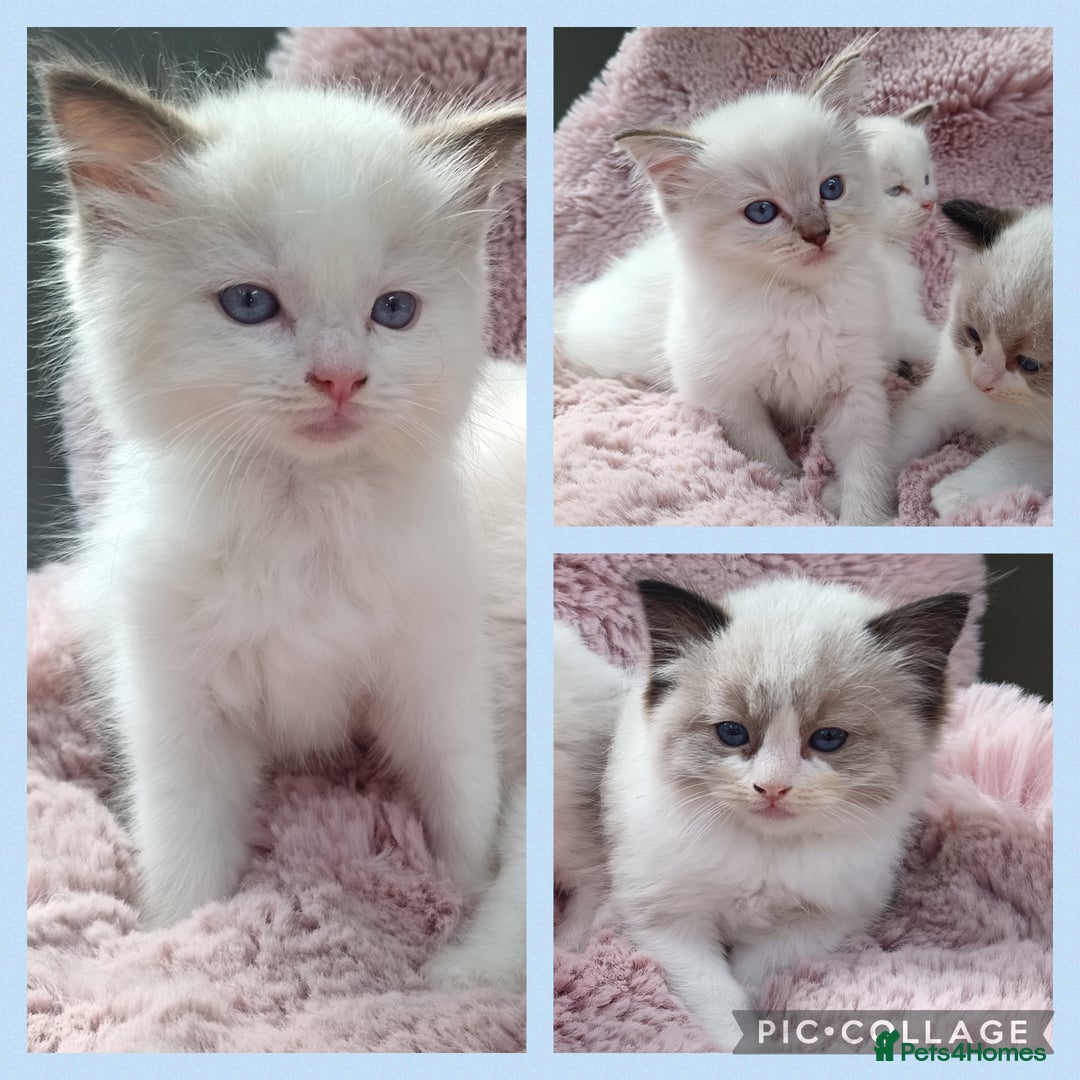 Ragdoll cats for sale: ***Ready Now Ragdoll Boys Ready For New Homes. - Image 1