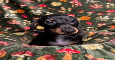 Miniature Dachshund dogs - Advert 4