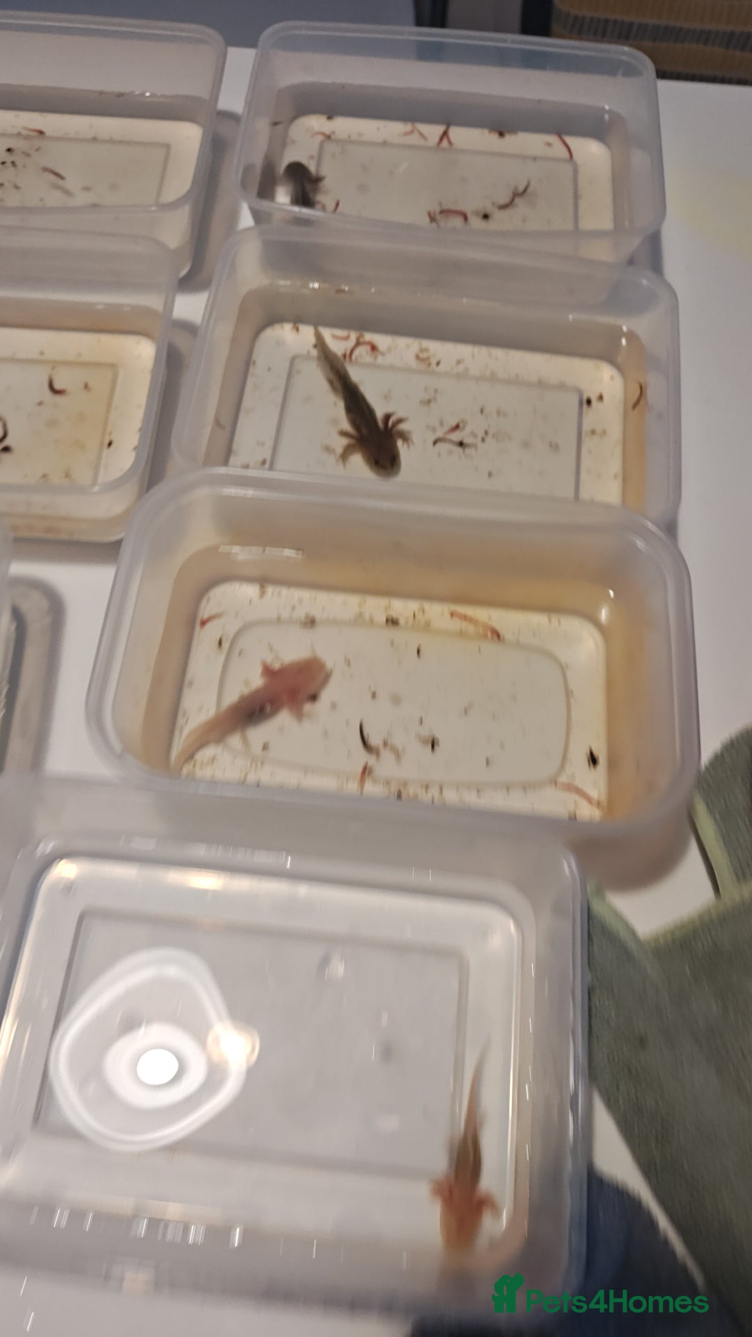 Axolotl reptiles for sale: 3 month old axolotls - Advert 2