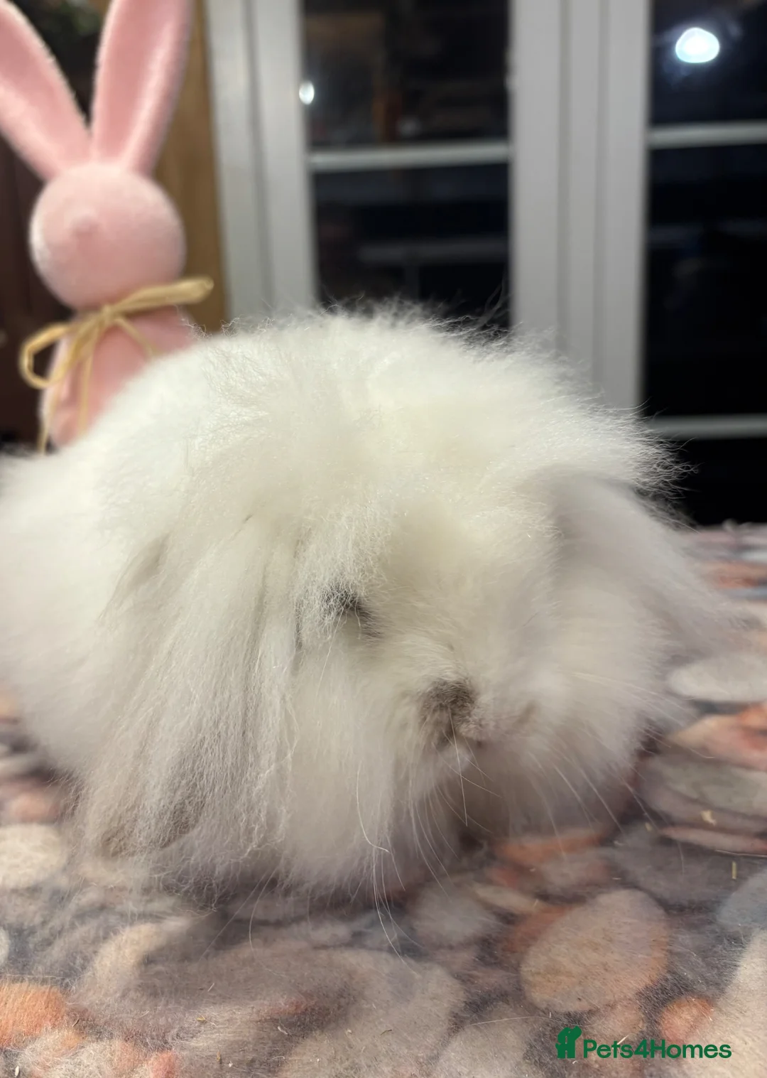 Mini Lion Lop rabbits for sale: Mini Lionlop does vaccinated available  - Advert 6