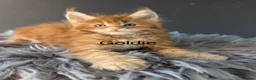 Maine Coon cats for sale: Outstanding Russia lines baby boys  - Advert 5
