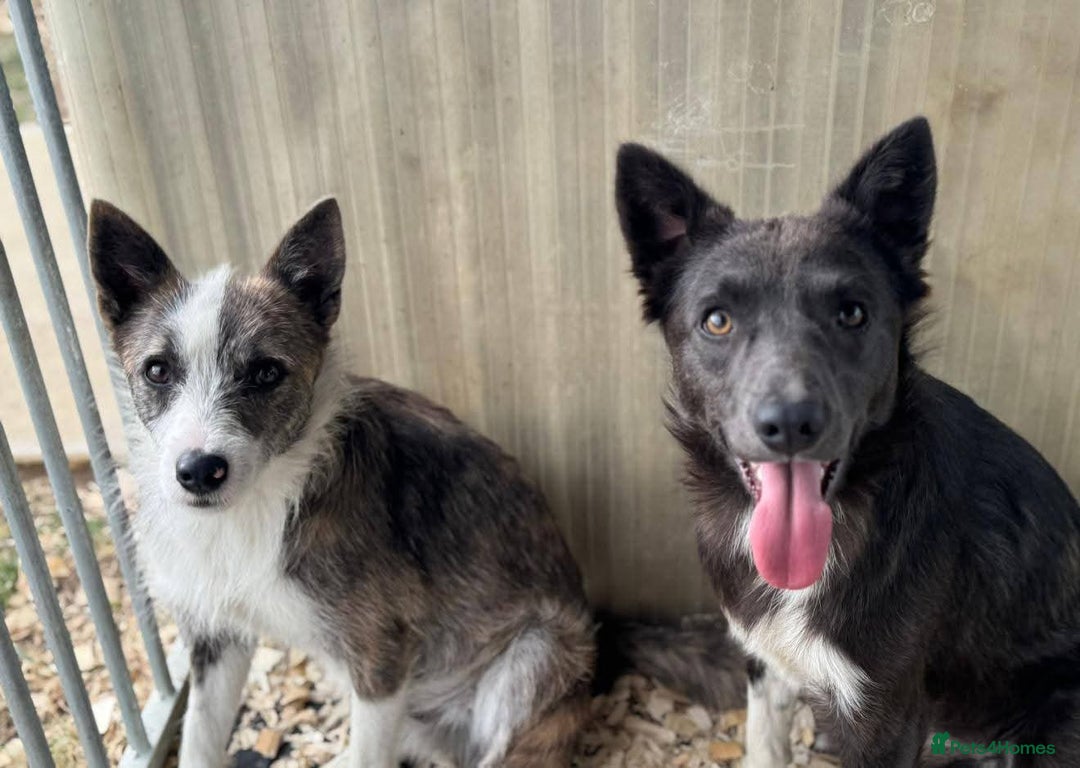 Mixed Breed dogs for adoption: Meet Fox, currently residing in Essex  - Image 4