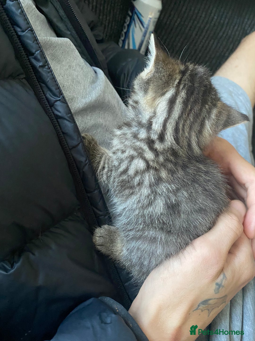 Mixed Breed cats for sale: 3 beautiful kittens looking for their forever home - Image 13