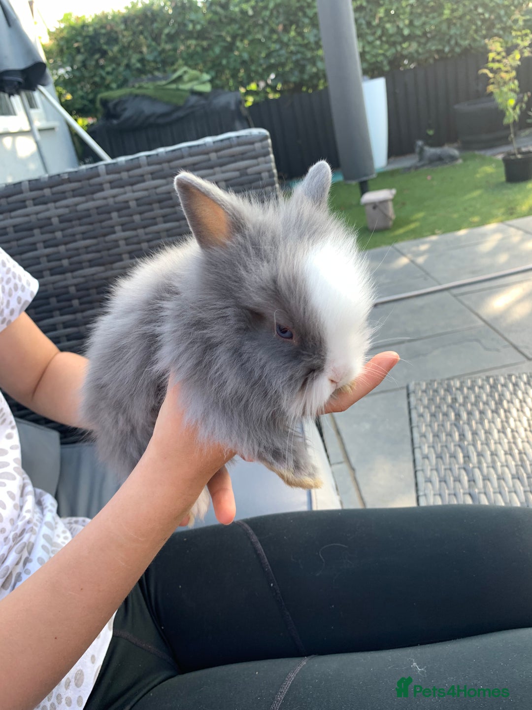 Lionhead rabbits for sale: 7 Beautiful double mane Lionhead Bunnies  - Image 16