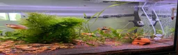 Other/Mixed Breed fish for sale: COMPLETE 160L Professional Aquascape Setup in Westbury - Advert 5