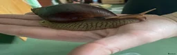 Snails invertebrates for sale: Giant African Land Snails - Advert 3