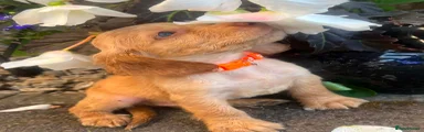 Cocker Spaniel 5