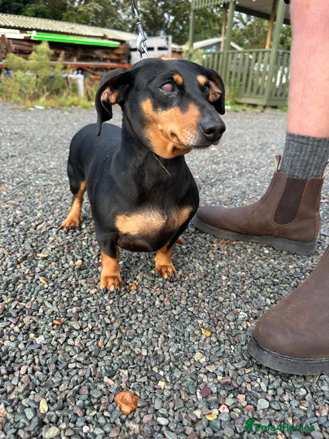 Dachshund dogs for sale: Fiona is looking for a new home! - Image 4