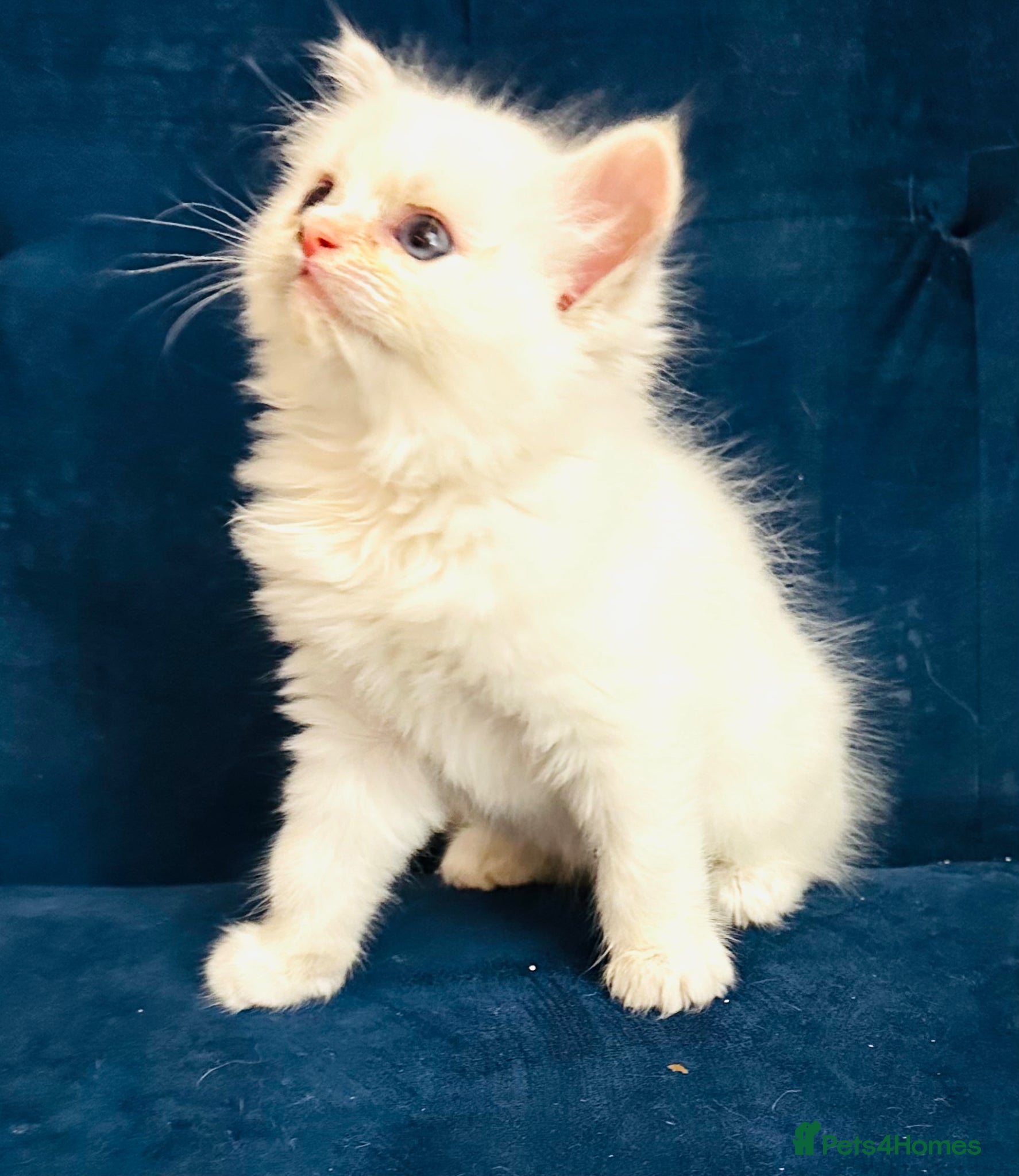 Ragdoll cats GCCF BEAUTIFUL RAGDOLL KITTENS  - Advert 1