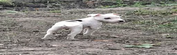 Jack Russell dogs for sale: Fully vaccinated JRT male puppy - Advert 8