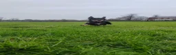Miniature Dachshund dogs for sale: Miniature longhaired dachshund in Bury Saint Edmunds - Advert 6
