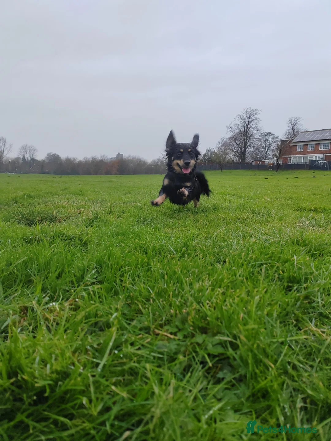 Miniature Dachshund dogs for sale: Miniature longhaired dachshund in Bury Saint Edmunds - Advert 6