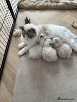Ragdoll cats 💙2 beautiful Ragdoll kittens available 💙 - Advert 2
