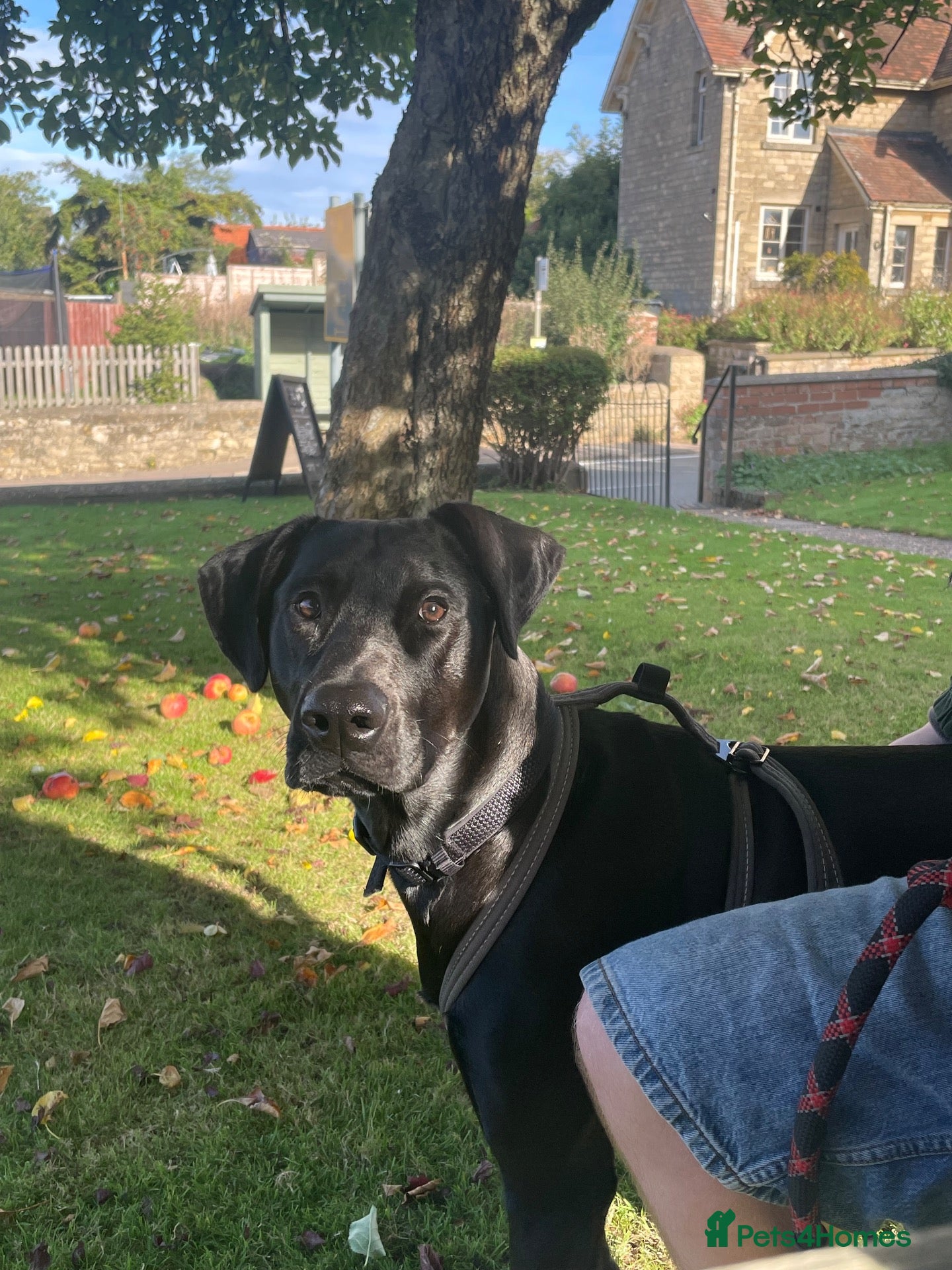 Mixed Breed dogs Doberman x Lab - Advert 1