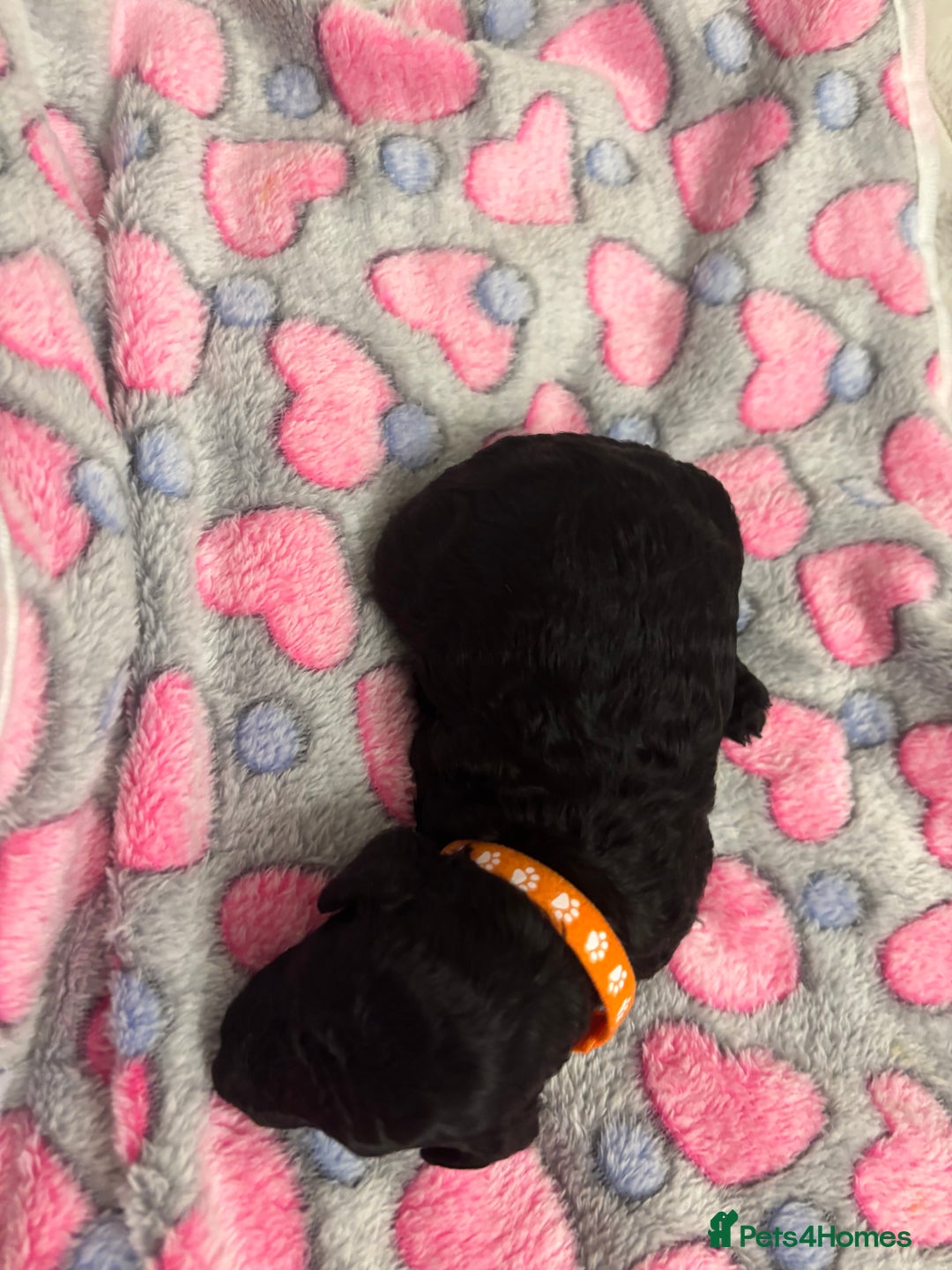 Miniature Poodle dogs for sale: Miniature poodles looking for forever home - Advert 6