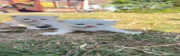 British Shorthair cats for sale: British shorthair kittens  - Advert 5