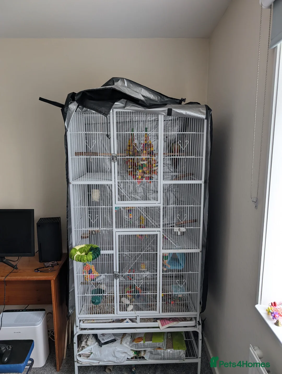 Conures birds for sale: Green Cheek Conure + cage, food and toys  - Advert 4
