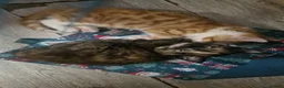 Mixed Breed cats for sale: Beautiful mixed breed  - Advert 3