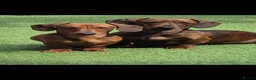 Miniature Dachshund dogs for sale: Miniature Dachshund puppies in Elgin - Advert 5