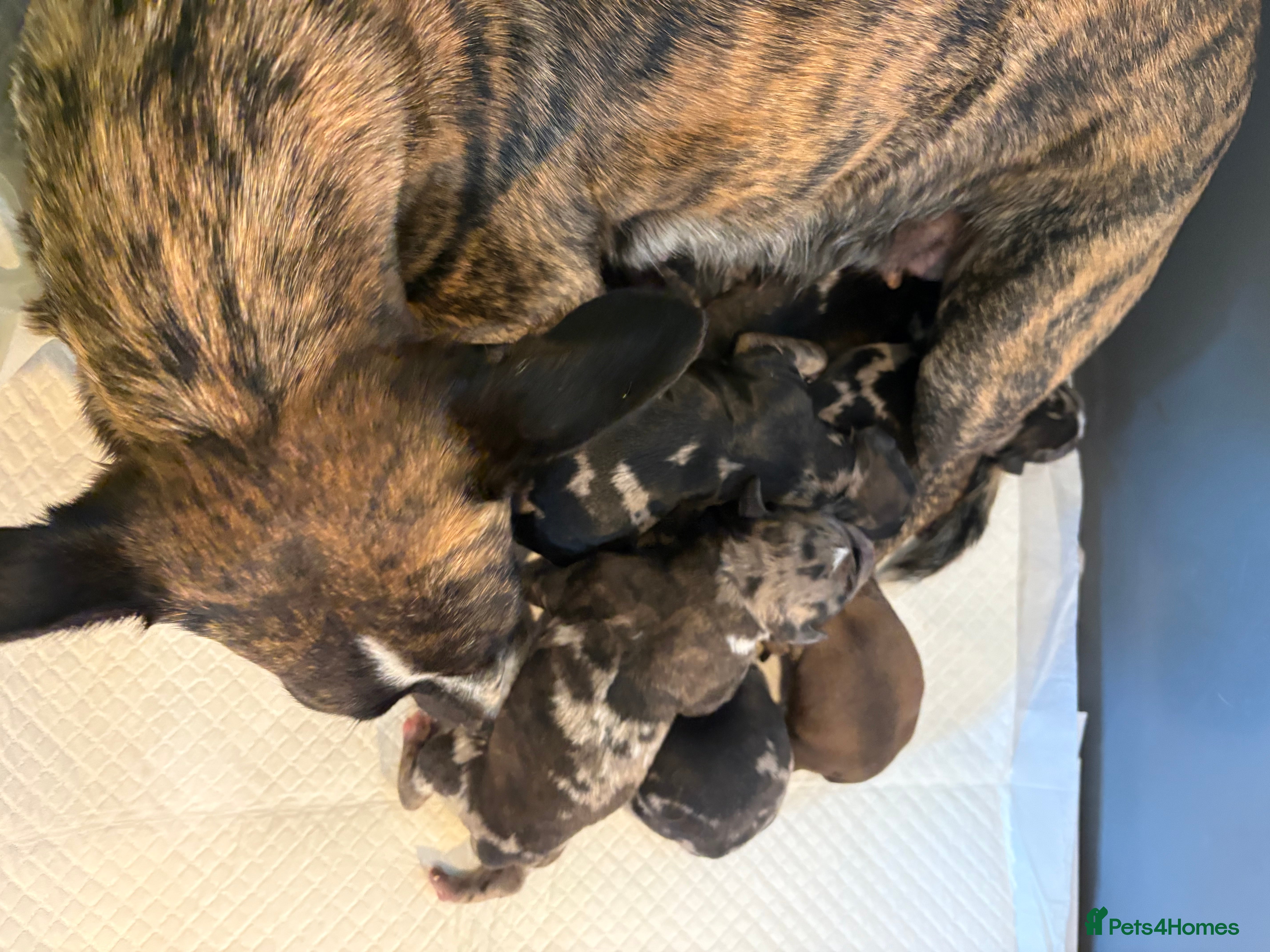 Mixed Breed dogs Mixed breed poodle puppies for sale  - Advert 1