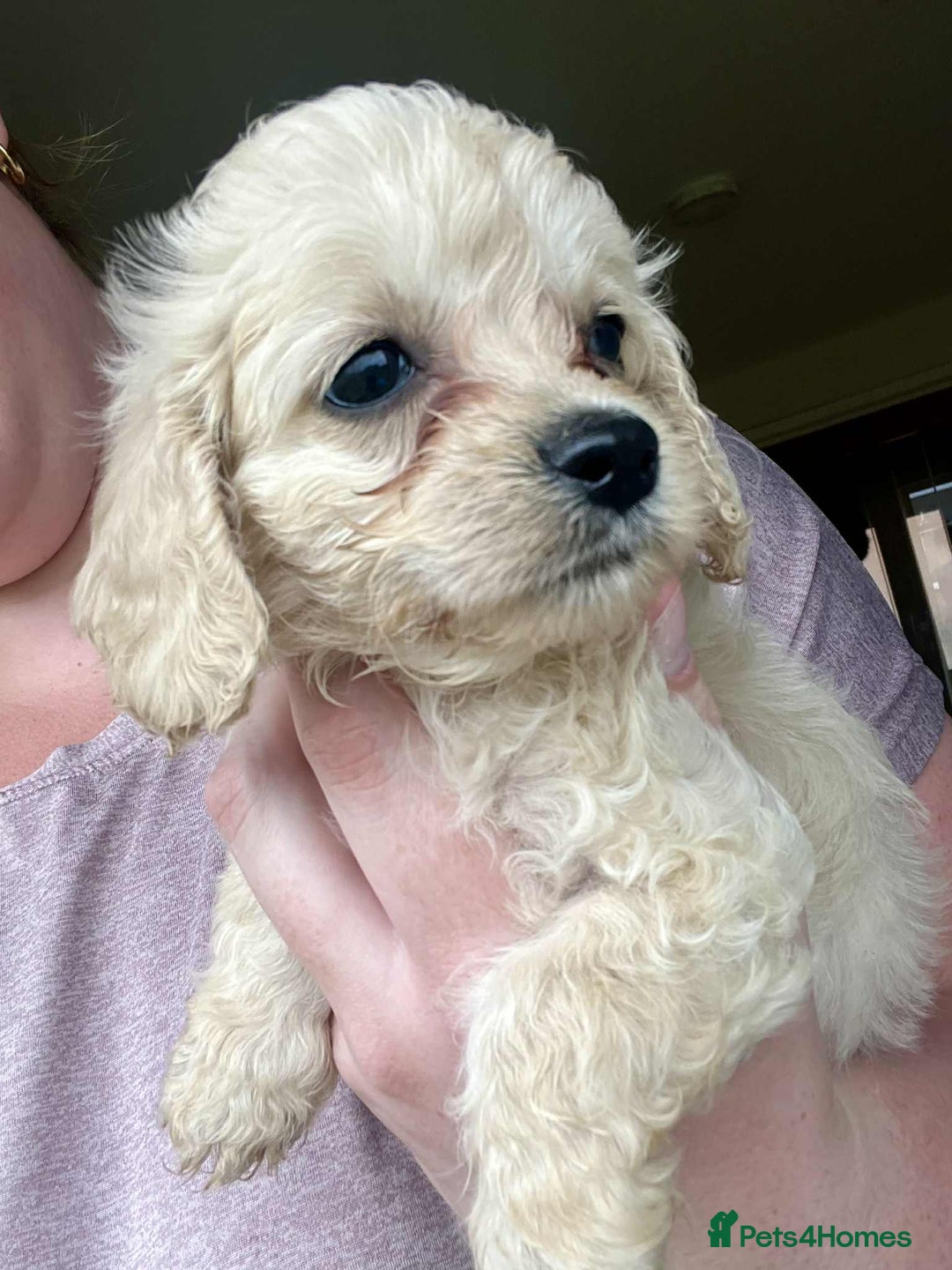 Mixed Breed dogs for sale: *Ready Now* Maltipoo X Cockapoo Puppies  - Image 6