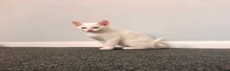 Khao Manee cats for sale: 4 months old khao manee kitten for sale male  - Advert 2