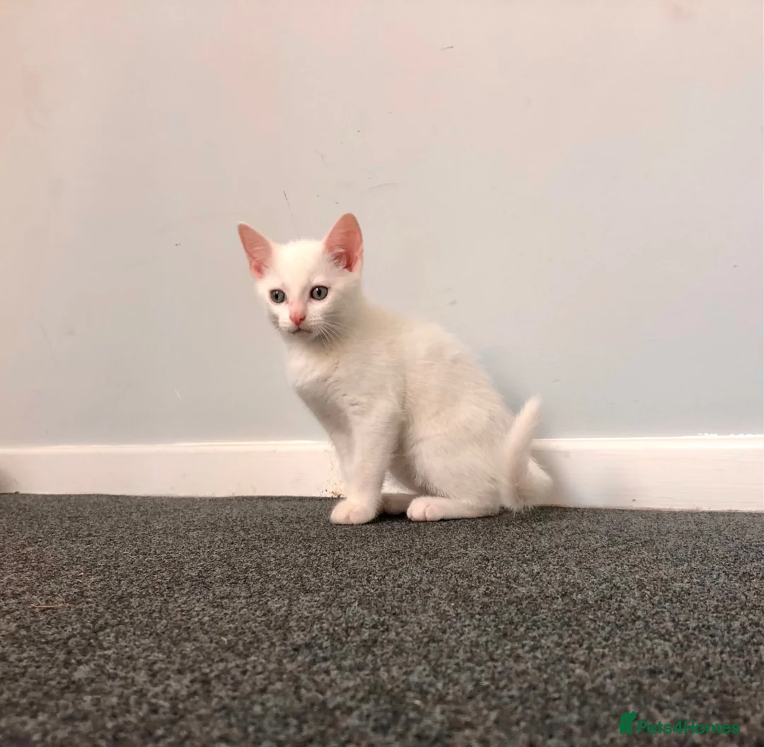 Khao Manee cats for sale: 4 months old khao manee kitten for sale male  - Advert 2