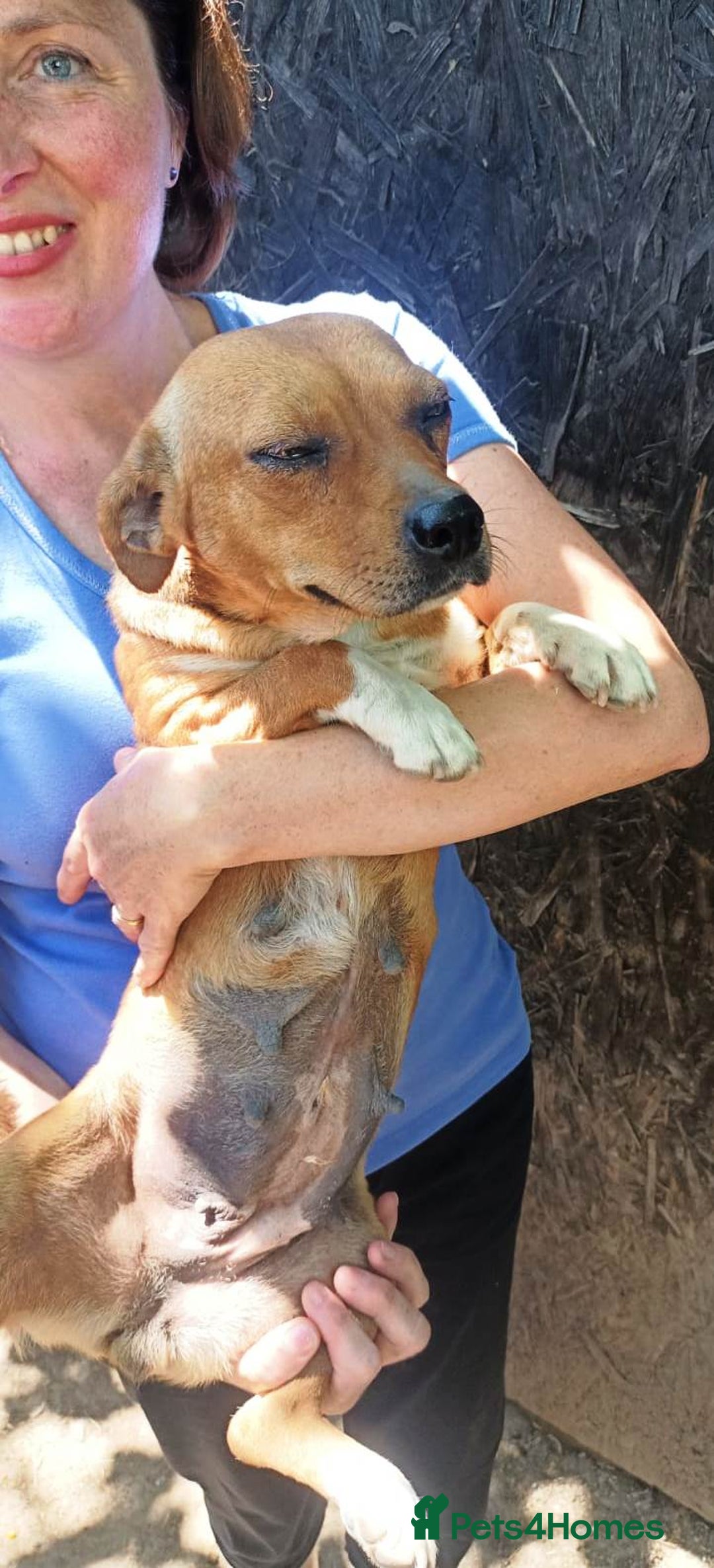 Mixed Breed dogs for adoption: LUCY, a Superb little Girl, for a Loving Home - Image 10