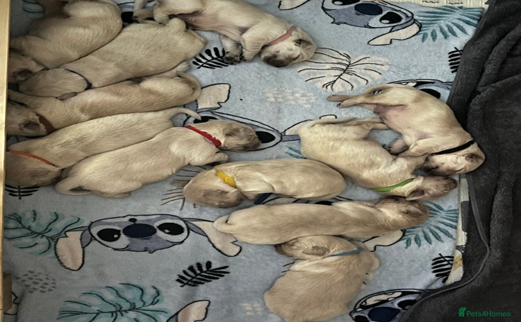 Golden Retriever dogs - Advert 4